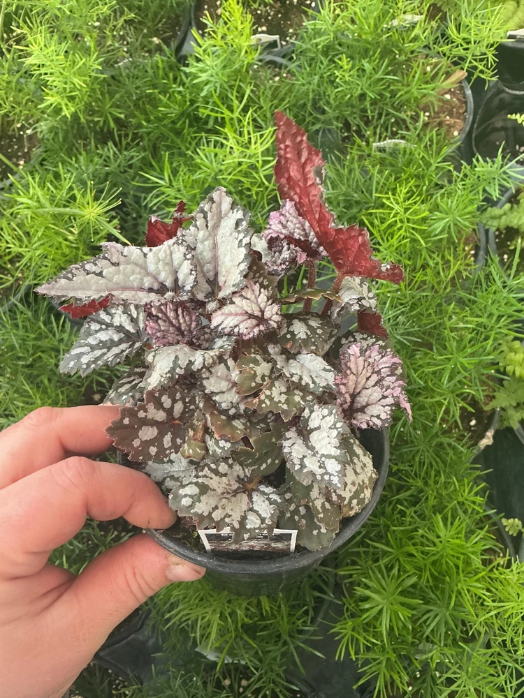 Rex Begonia 'Bewitched White' Live Plant – 4.5 inch Nursery Pot – Indoor Foliage - Image 2