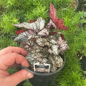 Rex Begonia 'Bewitched White' Live Plant – 4.5 inch Nursery Pot – Indoor Foliage - Image 3