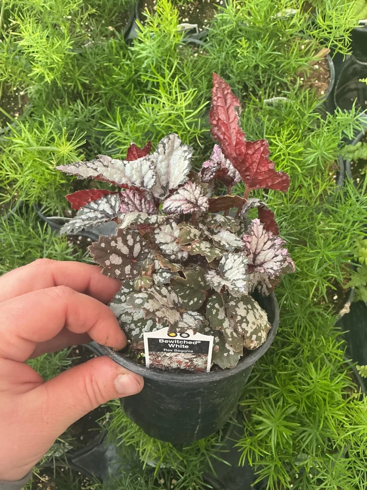 Rex Begonia 'Bewitched White' Live Plant – 4.5 inch Nursery Pot – Indoor Foliage - Image 3