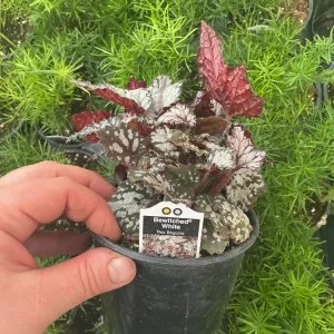 Rex Begonia 'Bewitched White' Live Plant – 4.5 inch Nursery Pot – Indoor Foliage - Image 4