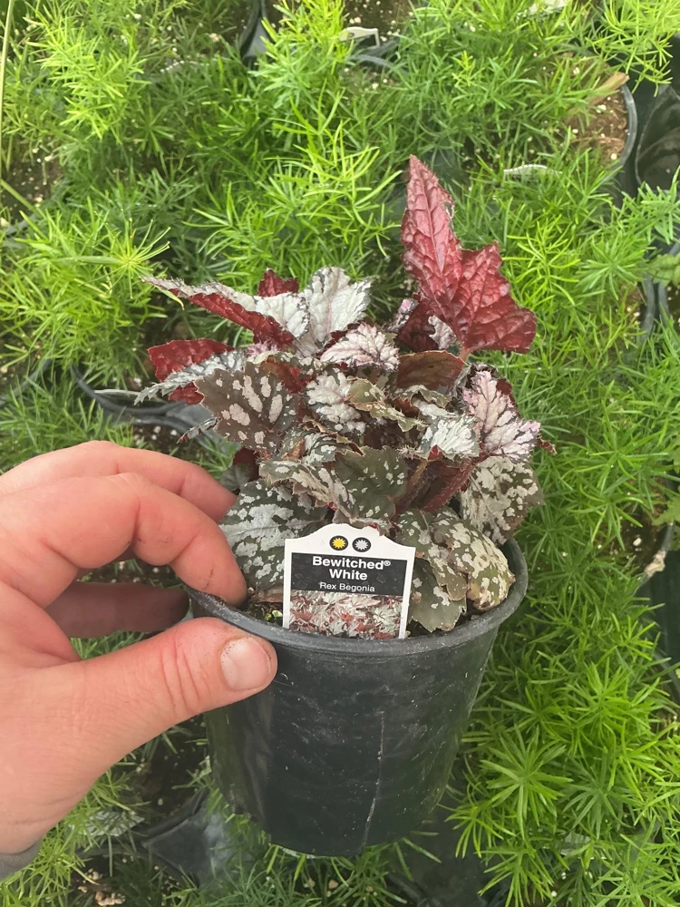Rex Begonia 'Bewitched White' Live Plant – 4.5 inch Nursery Pot – Indoor Foliage - Image 4