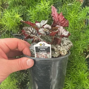 Rex Begonia 'Bewitched White' Live Plant – 4.5 inch Nursery Pot – Indoor Foliage - Image 5