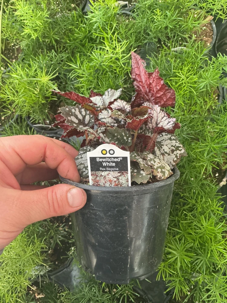 Rex Begonia 'Bewitched White' Live Plant – 4.5 inch Nursery Pot – Indoor Foliage - Image 5