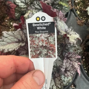 Rex Begonia 'Bewitched White' Live Plant – 4.5 inch Nursery Pot – Indoor Foliage - Image 6
