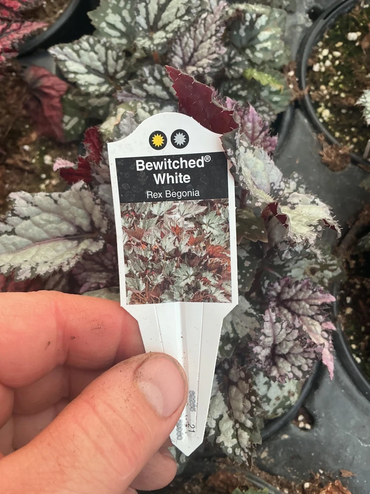Rex Begonia 'Bewitched White' Live Plant – 4.5 inch Nursery Pot – Indoor Foliage - Image 6