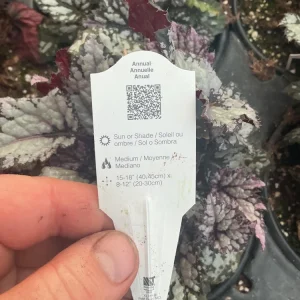 Rex Begonia 'Bewitched White' Live Plant – 4.5 inch Nursery Pot – Indoor Foliage - Image 7