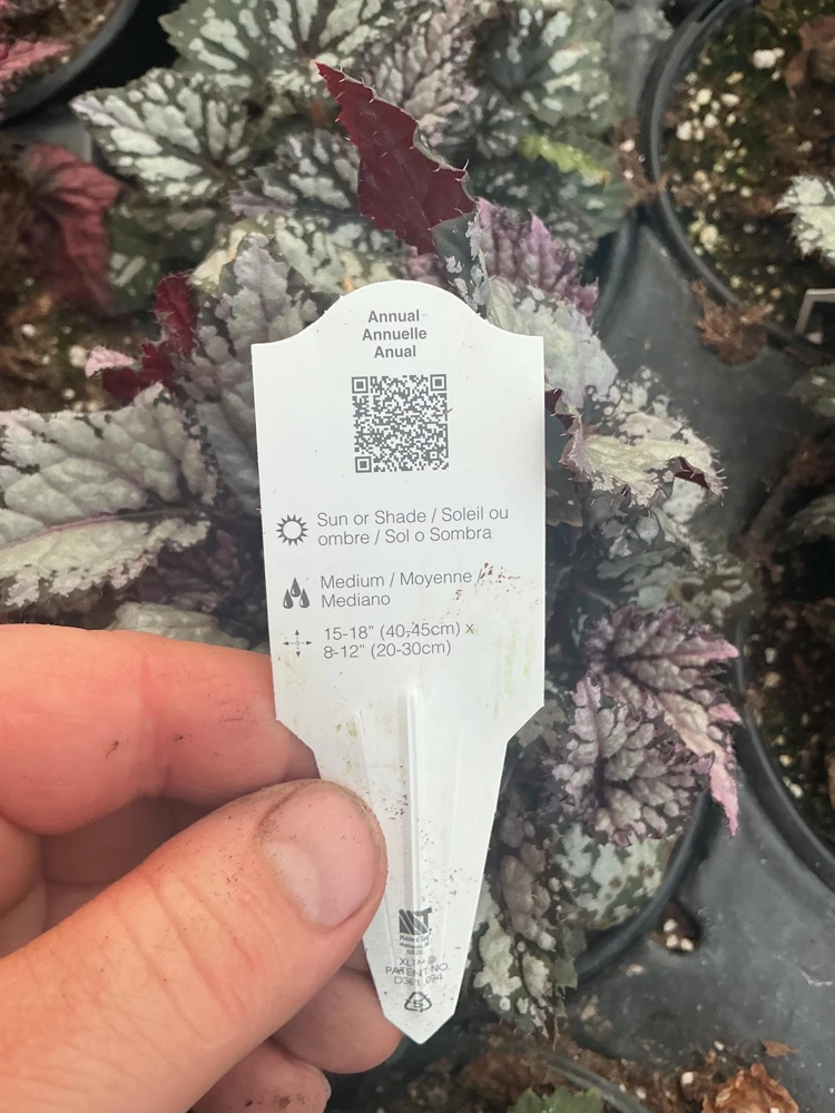 Rex Begonia 'Bewitched White' Live Plant – 4.5 inch Nursery Pot – Indoor Foliage - Image 7