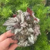 Rex Begonia 'Bewitched White' Live Plant – 4.5 inch Nursery Pot – Indoor Foliage - Image 1