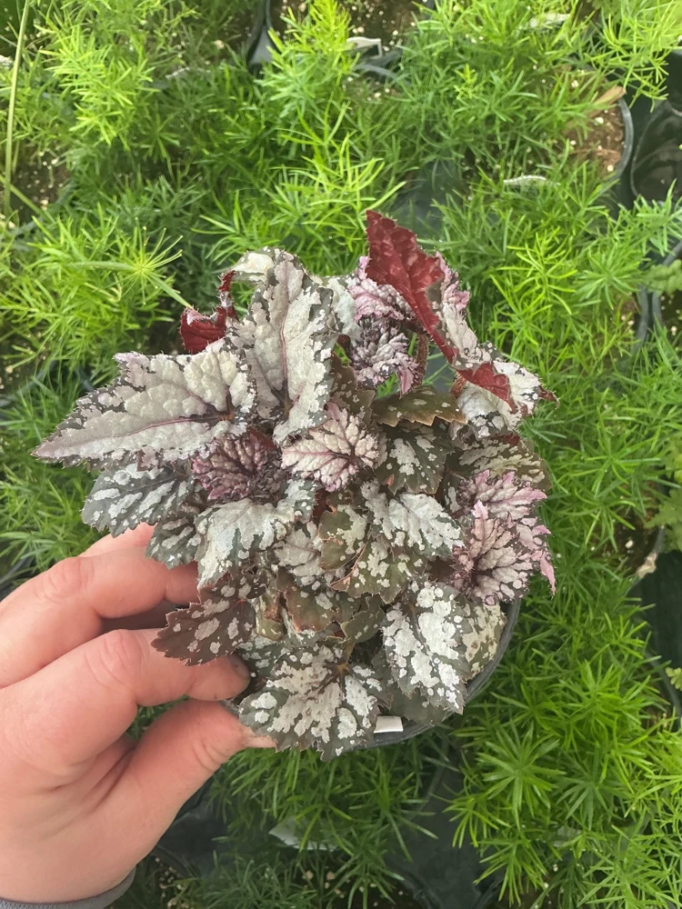 Rex Begonia 'Bewitched White' Live Plant – 4.5 inch Nursery Pot – Indoor Foliage - Image 1
