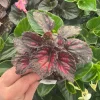 Rex Begonia 'Dibs Rothko' Live Plant – 4.5" Pot – Indoor Foliage Plant - Image 1
