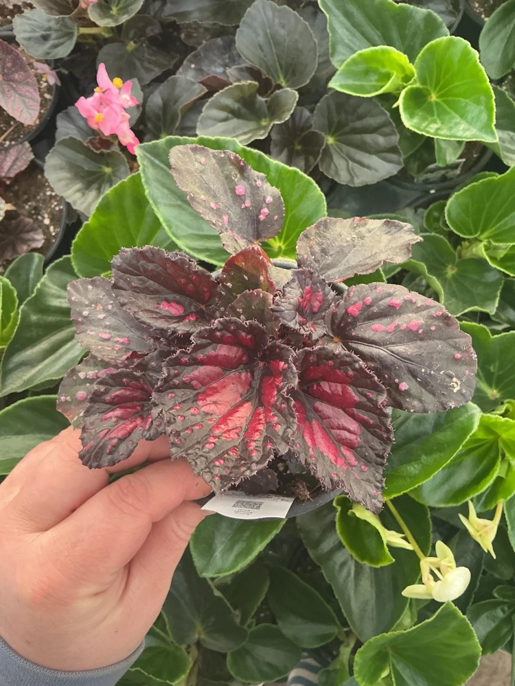 Rex Begonia 'Dibs Rothko' Live Plant – 4.5" Pot – Indoor Foliage Plant - Image 1
