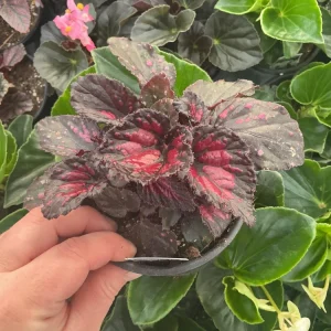 Rex Begonia 'Dibs Rothko' Live Plant, 4.5