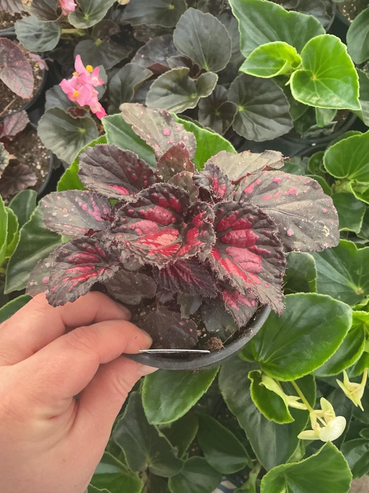 Rex Begonia 'Dibs Rothko' Live Plant – 4.5" Pot – Indoor Foliage Plant - Image 2