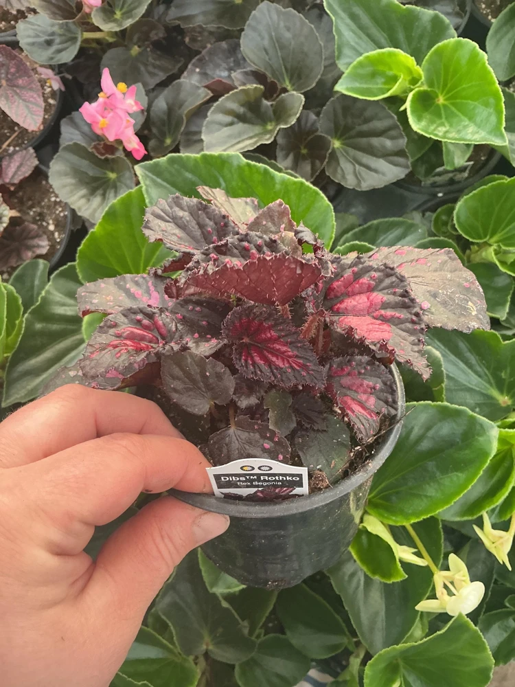 Rex Begonia 'Dibs Rothko' Live Plant – 4.5" Pot – Indoor Foliage Plant - Image 3