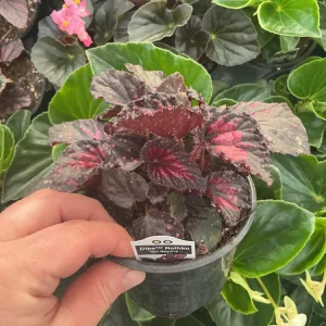 Rex Begonia 'Dibs Rothko' Live Plant, 4.5
