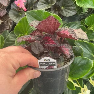 Rex Begonia 'Dibs Rothko' Live Plant – 4.5