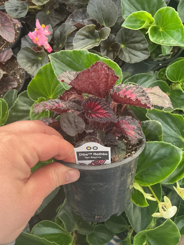 Rex Begonia 'Dibs Rothko' Live Plant – 4.5" Pot – Indoor Foliage Plant - Image 4