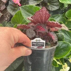 Rex Begonia 'Dibs Rothko' Live Plant – 4.5