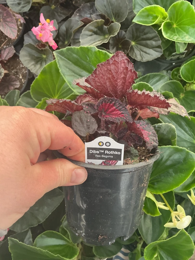 Rex Begonia 'Dibs Rothko' Live Plant – 4.5" Pot – Indoor Foliage Plant - Image 5