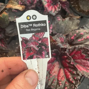 Rex Begonia 'Dibs Rothko' Live Plant, 4.5