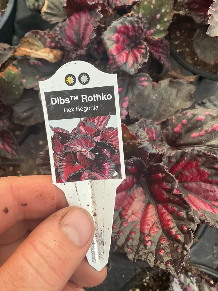 Rex Begonia 'Dibs Rothko' Live Plant – 4.5" Pot – Indoor Foliage Plant - Image 6