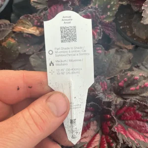 Rex Begonia 'Dibs Rothko' Live Plant – 4.5