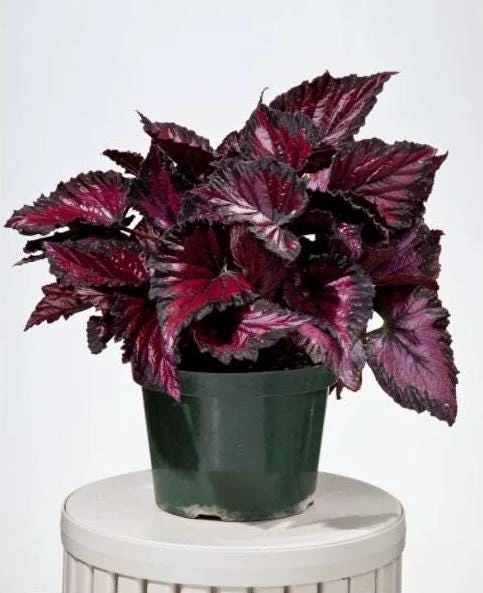 Rex Begonia 'Dibs Rothko' Live Plant – 4.5" Pot – Indoor Foliage Plant - Image 8