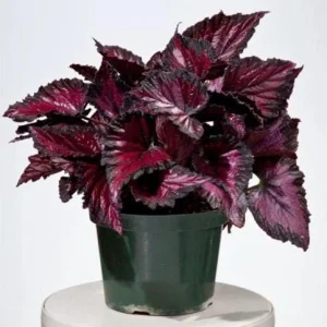 Rex Begonia 'Dibs Rothko' Live Plant, 4.5