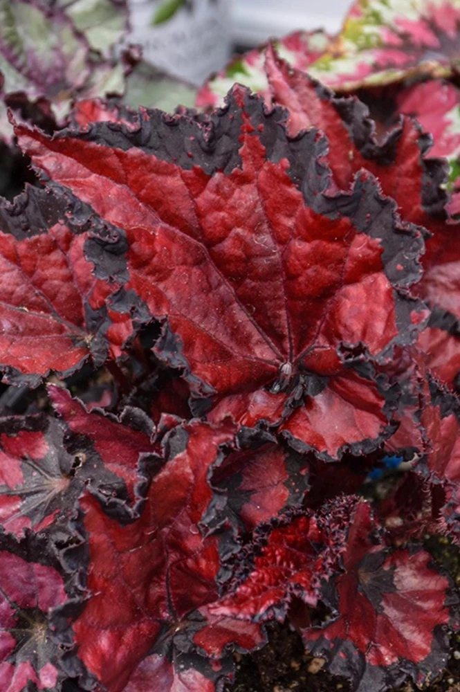 Rex Begonia 'Shadow King Black Cherry' Live Plant, 4.5 inch Pot, Indoor Foliage - Image 10