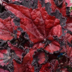 Rex Begonia Shadow King Black Cherry Live Plant – 4.5 inch Pot – Indoor Foliage - Image 10
