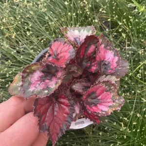 Rex Begonia 'Shadow King Black Cherry' Live Plant, 4.5 inch Pot, Indoor Foliage - Image 2