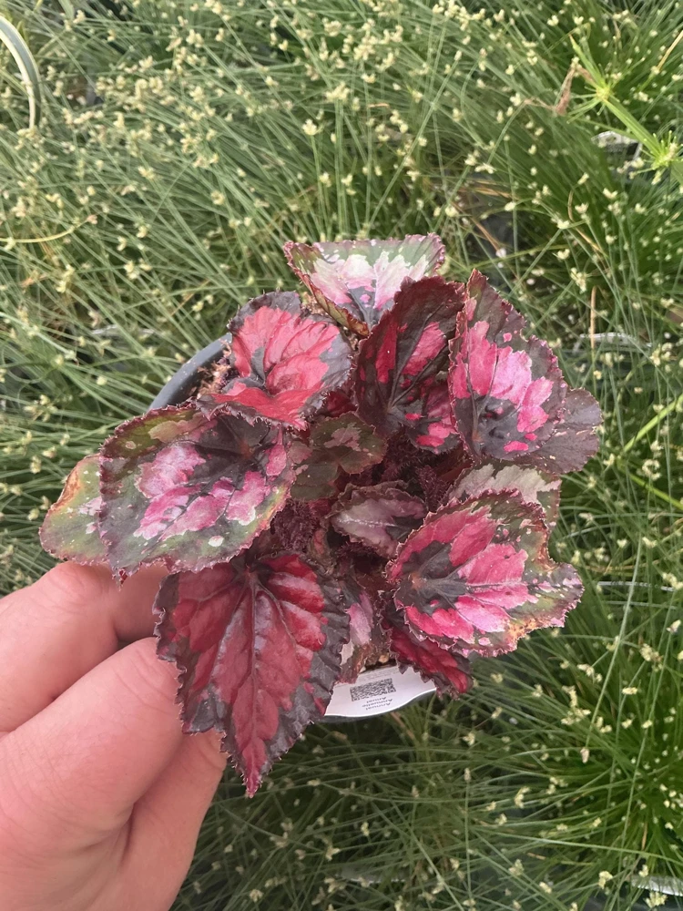 Rex Begonia 'Shadow King Black Cherry' Live Plant, 4.5 inch Pot, Indoor Foliage - Image 2