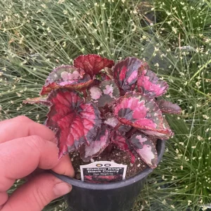 Rex Begonia Shadow King Black Cherry Live Plant – 4.5 inch Pot – Indoor Foliage - Image 3