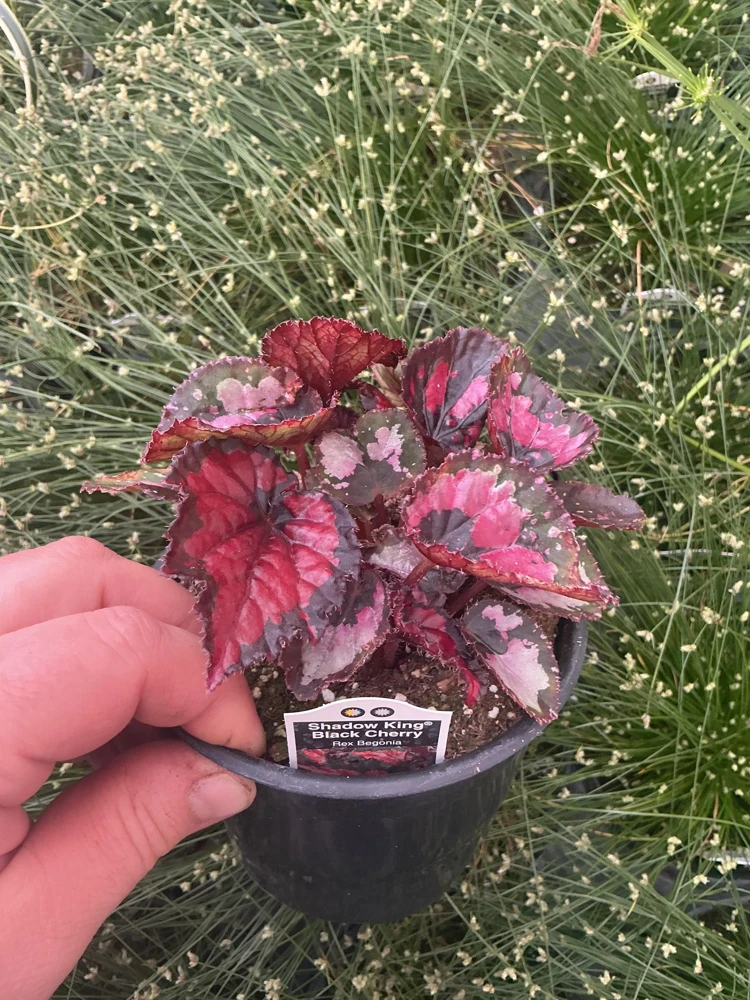 Rex Begonia 'Shadow King Black Cherry' Live Plant, 4.5 inch Pot, Indoor Foliage - Image 3