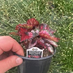 Rex Begonia Shadow King Black Cherry Live Plant – 4.5 inch Pot – Indoor Foliage - Image 4