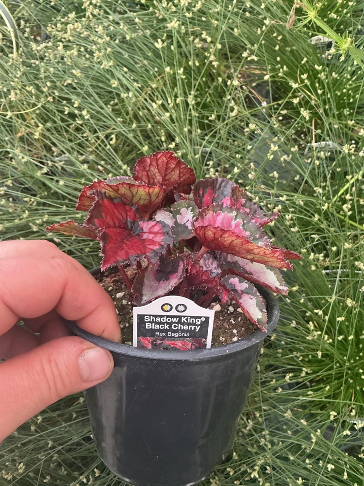 Rex Begonia 'Shadow King Black Cherry' Live Plant, 4.5 inch Pot, Indoor Foliage - Image 4