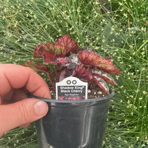 Rex Begonia 'Shadow King Black Cherry' Live Plant, 4.5 inch Pot, Indoor Foliage - Image 5