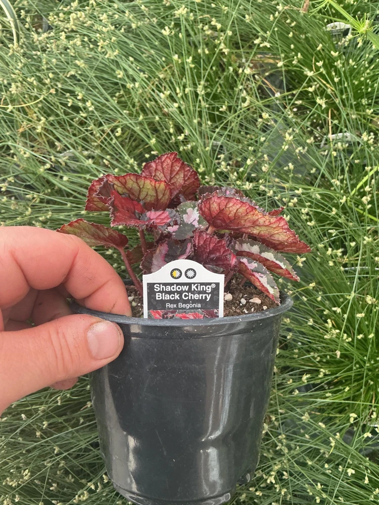 Rex Begonia 'Shadow King Black Cherry' Live Plant, 4.5 inch Pot, Indoor Foliage - Image 5