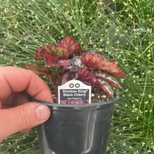 Rex Begonia Shadow King Black Cherry Live Plant – 4.5 inch Pot – Indoor Foliage - Image 5