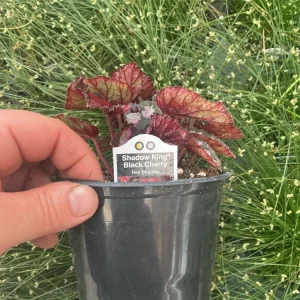Rex Begonia Shadow King Black Cherry Live Plant – 4.5 inch Pot – Indoor Foliage - Image 6