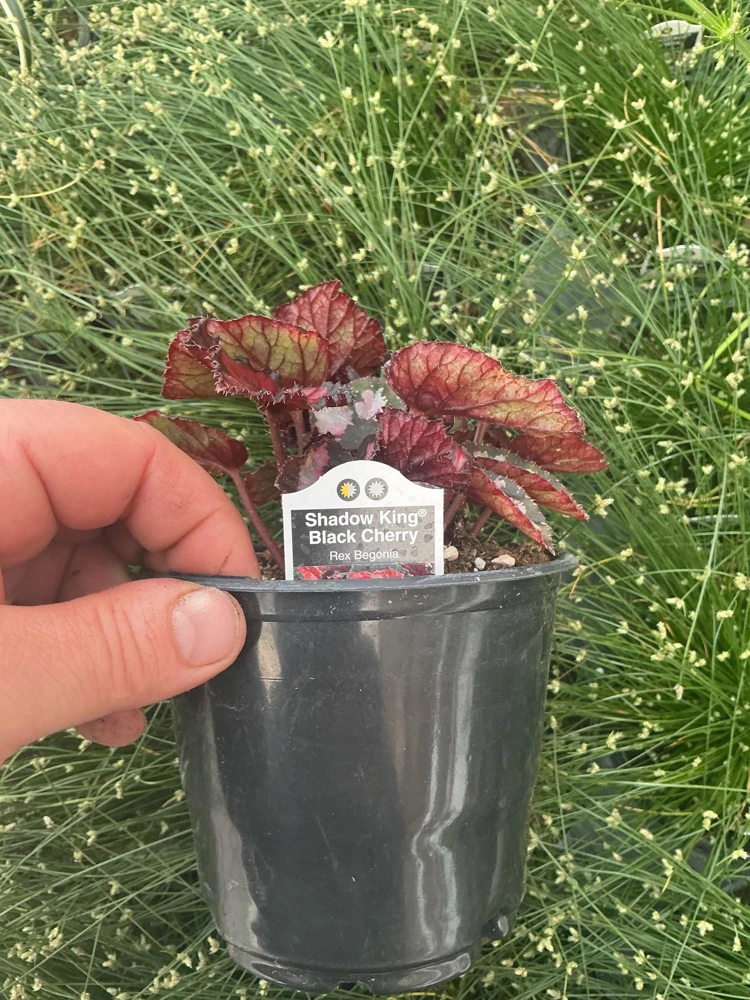 Rex Begonia 'Shadow King Black Cherry' Live Plant, 4.5 inch Pot, Indoor Foliage - Image 6