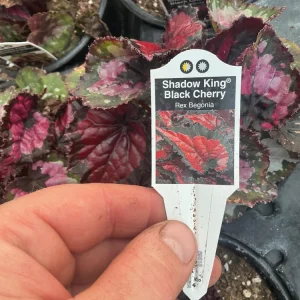 Rex Begonia 'Shadow King Black Cherry' Live Plant, 4.5 inch Pot, Indoor Foliage - Image 7