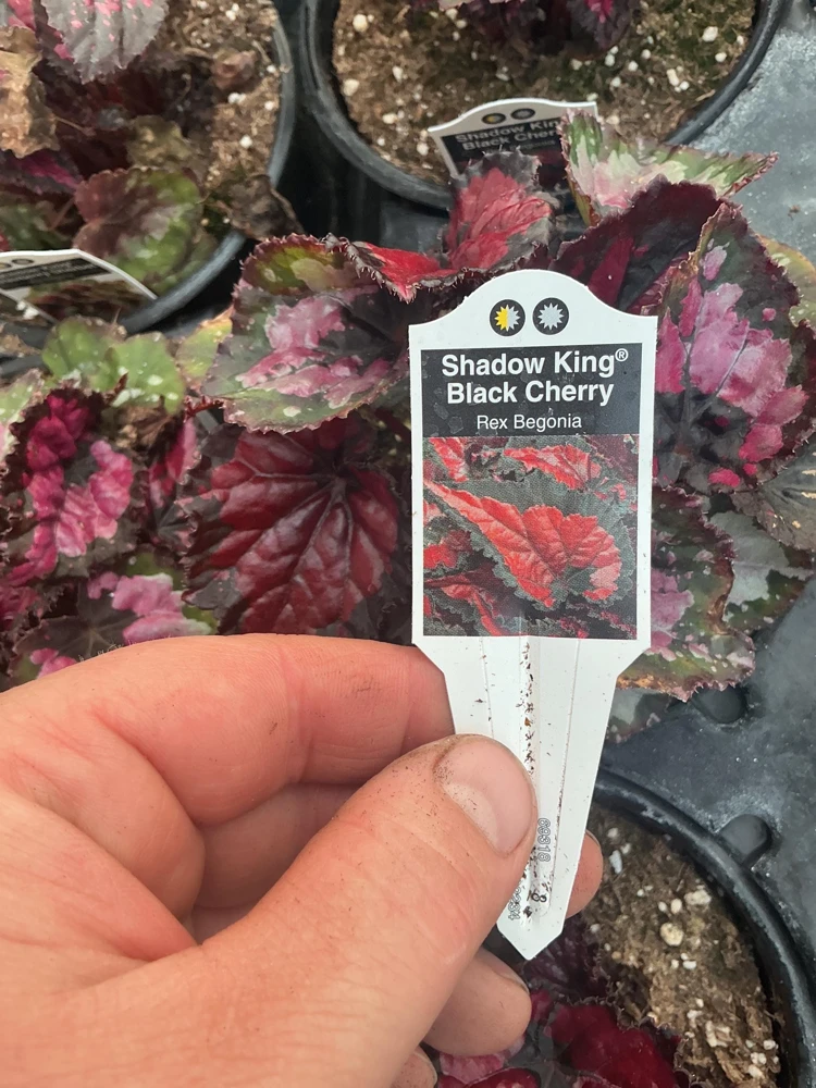 Rex Begonia 'Shadow King Black Cherry' Live Plant, 4.5 inch Pot, Indoor Foliage - Image 7