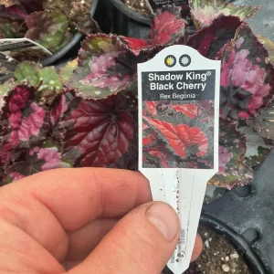 Rex Begonia Shadow King Black Cherry Live Plant – 4.5 inch Pot – Indoor Foliage - Image 7
