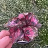 Rex Begonia Shadow King Black Cherry Live Plant – 4.5 inch Pot – Indoor Foliage - Image 1