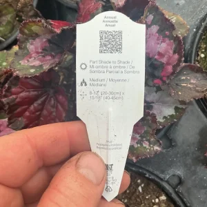 Rex Begonia 'Shadow King Black Cherry' Live Plant, 4.5 inch Pot, Indoor Foliage - Image 8