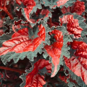 Rex Begonia 'Shadow King Black Cherry' Live Plant, 4.5 inch Pot, Indoor Foliage - Image 9