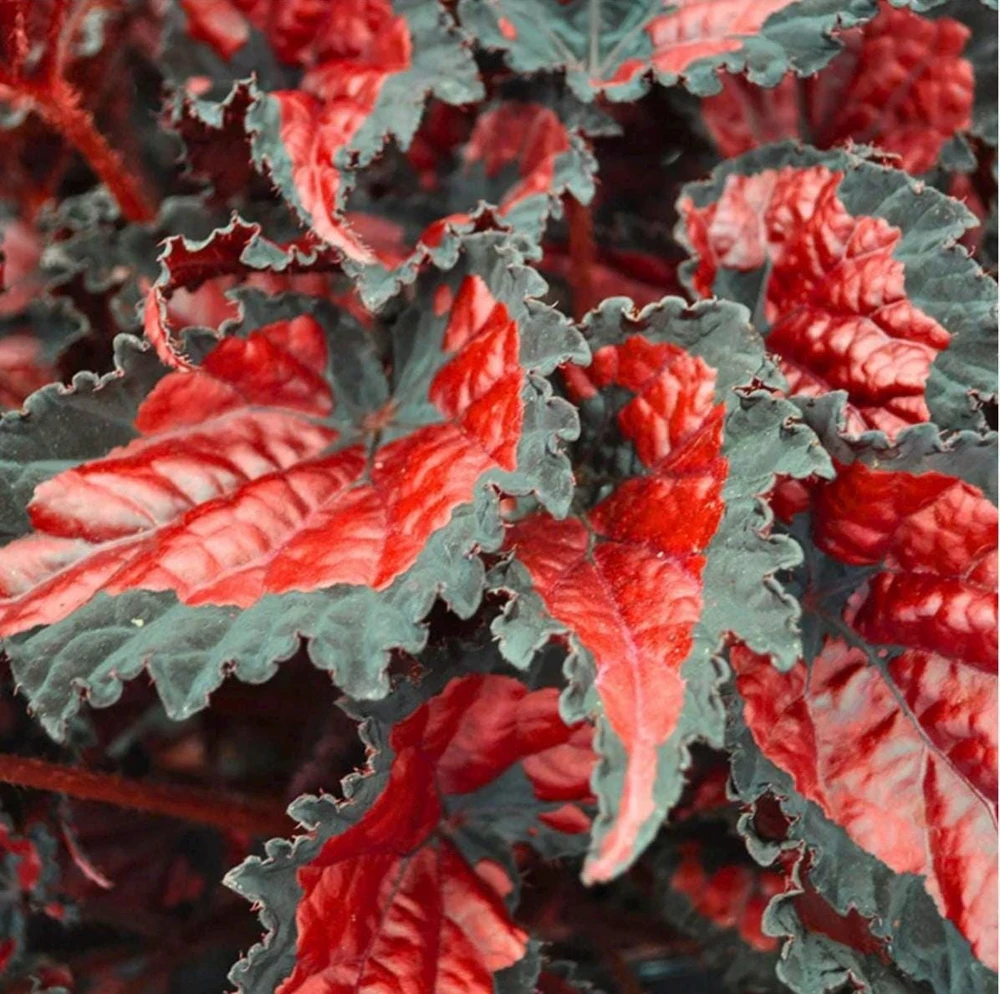Rex Begonia 'Shadow King Black Cherry' Live Plant, 4.5 inch Pot, Indoor Foliage - Image 9