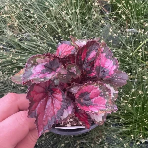 Rex Begonia 'Shadow King Black Cherry' Live Plant, 4.5 inch Pot, Indoor Foliage - Image 1