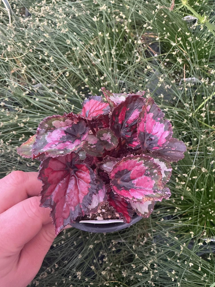 Rex Begonia 'Shadow King Black Cherry' Live Plant, 4.5 inch Pot, Indoor Foliage - Image 1